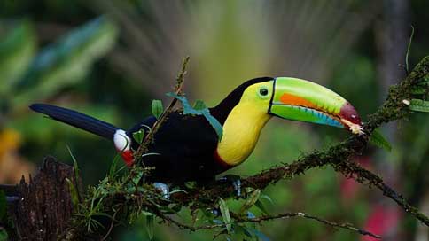 Keel-Billed-Toucan Rainforest Bird Costa-Rica Picture