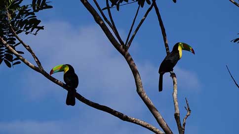 Keel-Billed-Toucan Forest Costa-Rica Jungle Picture