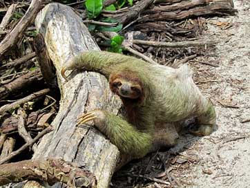 Lazy Fauna Nature Costa-Rica Picture
