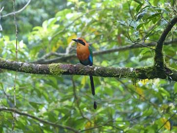 Blauscheitelmotmot Motmot Momotus-Momota Bird Picture