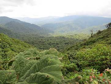 Costa-Rica  Jungle Monteverde Picture