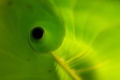 Heliconia-Leaf Green-Plant New Unfurling Picture