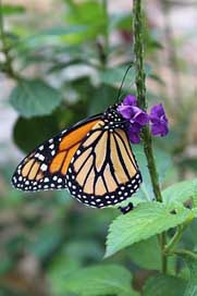 Nature Insect Outdoors Butterfly Picture