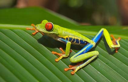 Tree-Frog Amphibian Red-Eyed Frog Picture