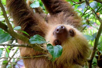 Sloth Rainforest Puerto-Viejo Costa-Rica Picture