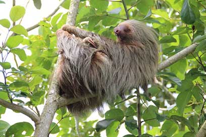 Sloth  Rainforest Costa-Rica Picture
