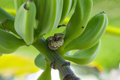 Snake Banana Costa-Rica Wildlife Picture