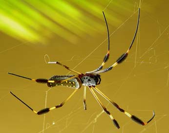 Spider Nephila Spider-Silk Golden Picture