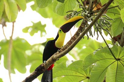 Toucan Costa-Rica Swainson-Tucan Brown-Back-Toucan Picture