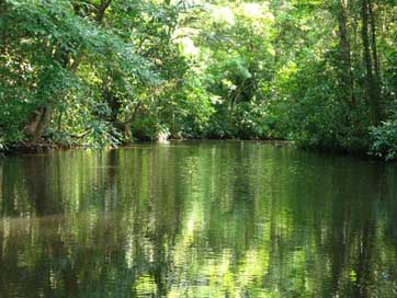 Costa-Rica  Jungle Tortuguero Picture