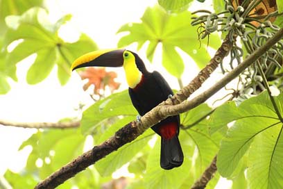 Toucan Middle-America Costa-Rica Brown-Back-Toucan Picture