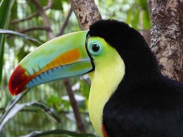 Toucan Colorful Costa-Rica Central-America Picture