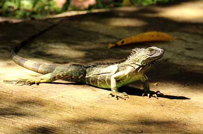 Costa-Rica Tropical Central-America Tropics Picture