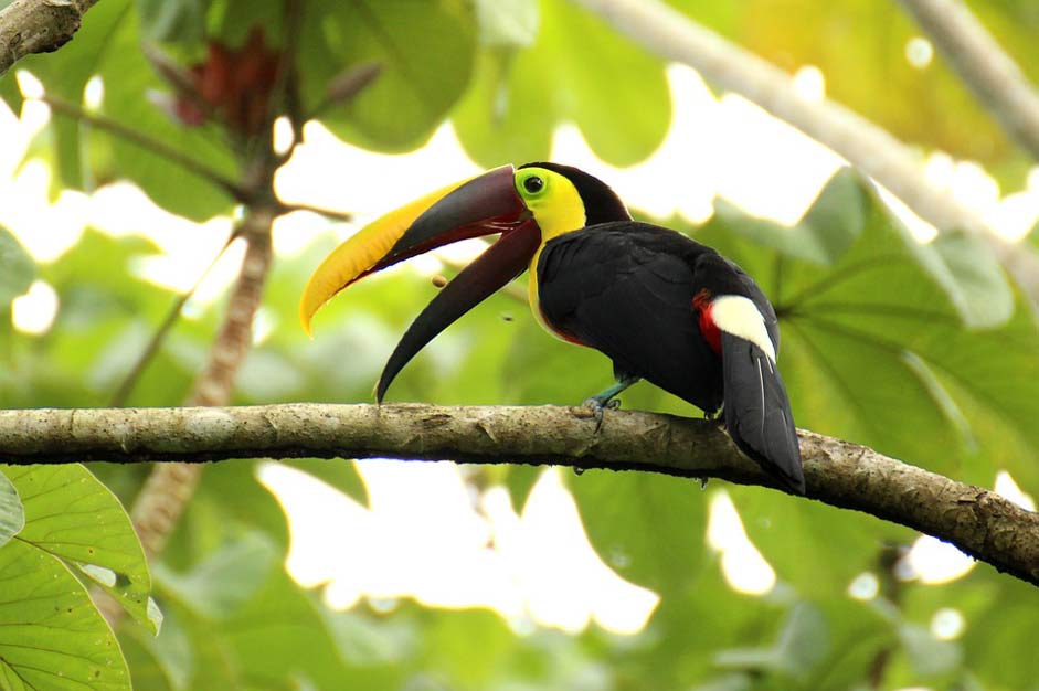 Middle-America Costa-Rica Brown-Back-Toucan Toucan