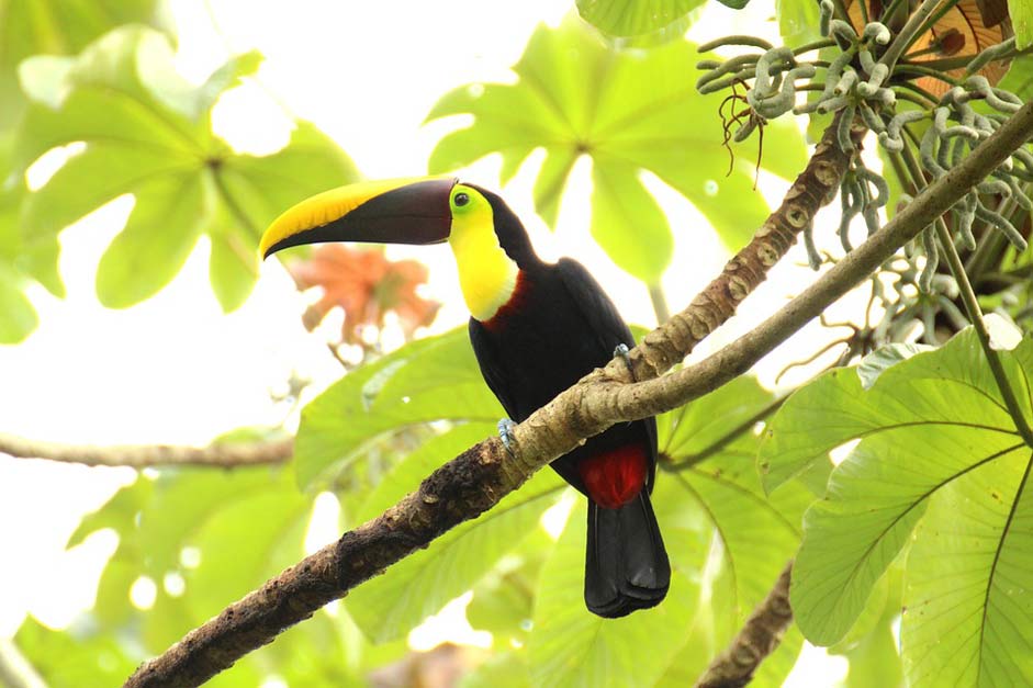 Middle-America Costa-Rica Brown-Back-Toucan Toucan