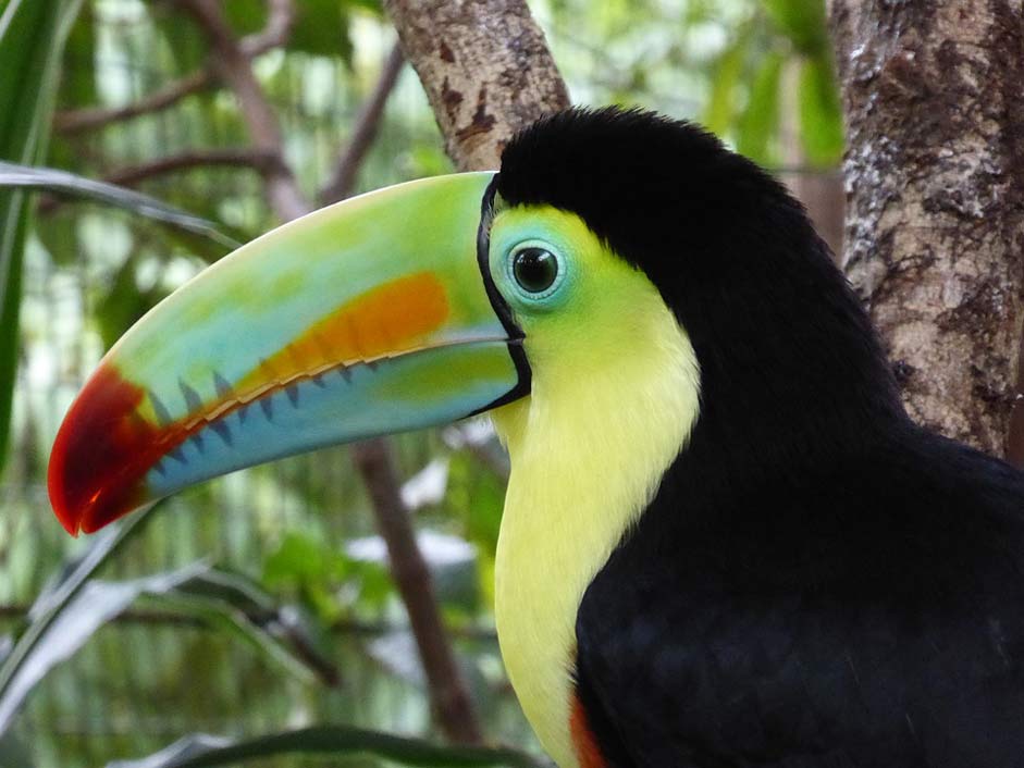 Colorful Costa-Rica Central-America Toucan