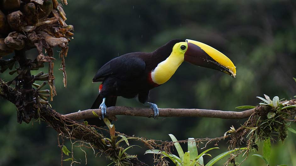 Costa-Rica Bird Chestnut Toucan