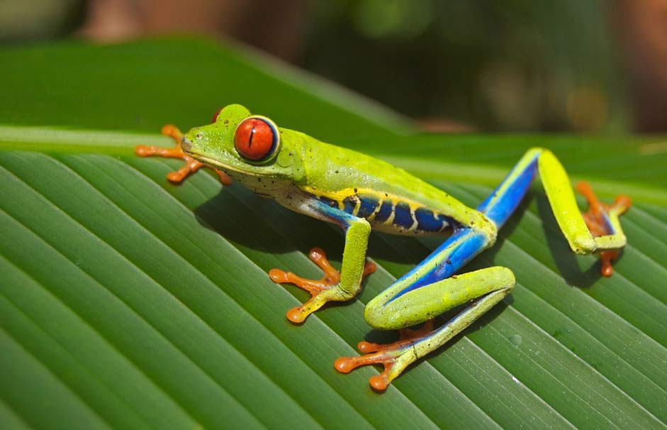 Amphibian Red-Eyed Frog Tree-Frog