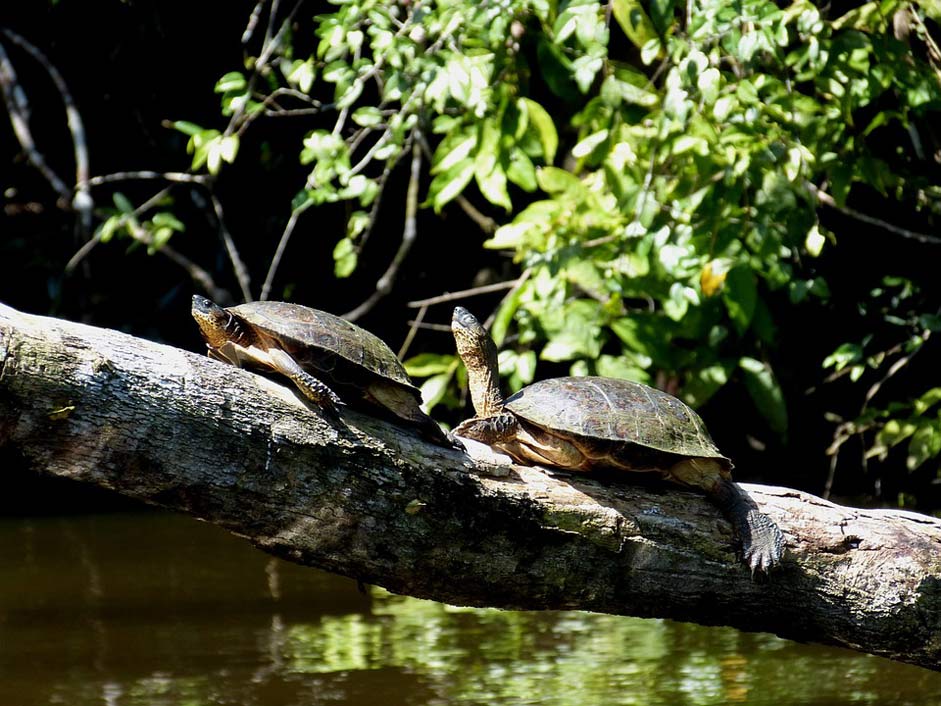 Water-Creature Animal Turtle Turtles