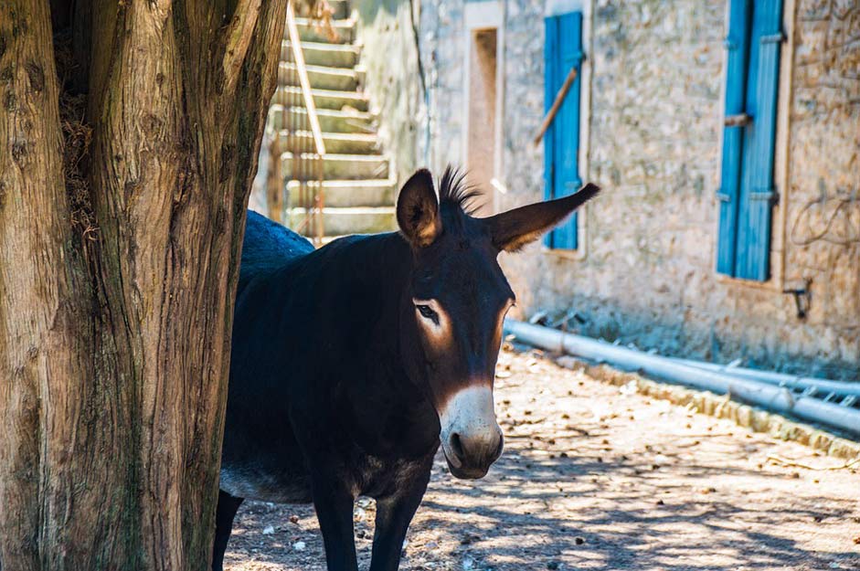 Rural House Croatia Donkey
