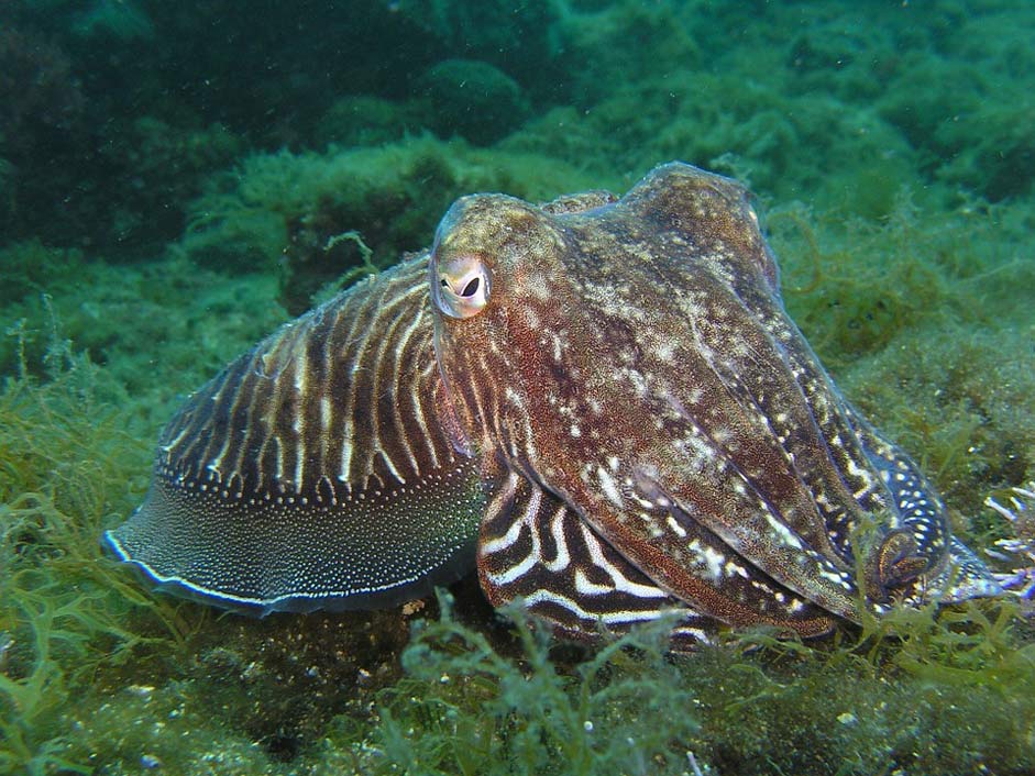 Animal Underwater Octopus Squid