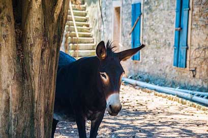 Donkey Rural House Croatia Picture