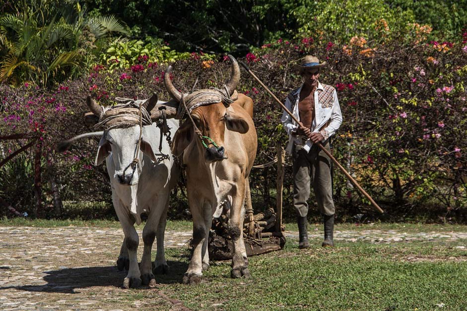 Farm Livestock Ox Agriculture