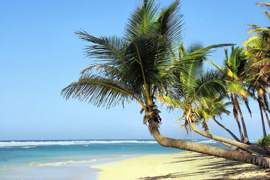 Idleness Coconut-Trees Beach Cuba