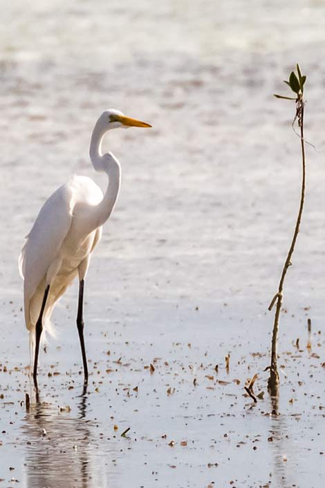 Birding Garzn Cayo-Coco Cuba