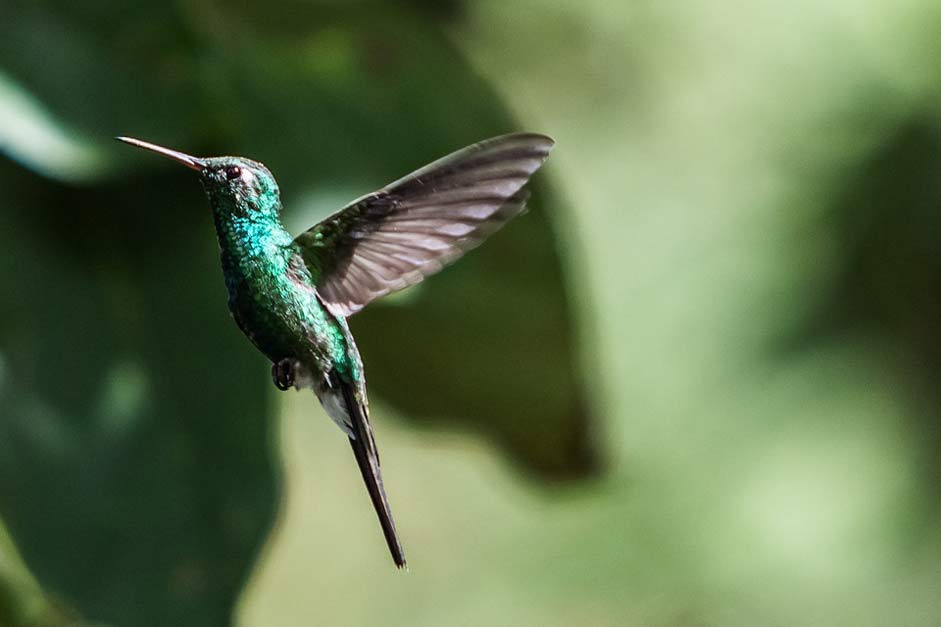 Green-Emerald Hummingbird Cienaga-De-Zapata Cuba