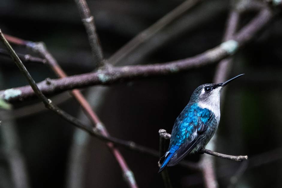 Mellisuga-Helenae Matanzas Cienaga-De-Zapata Cuba