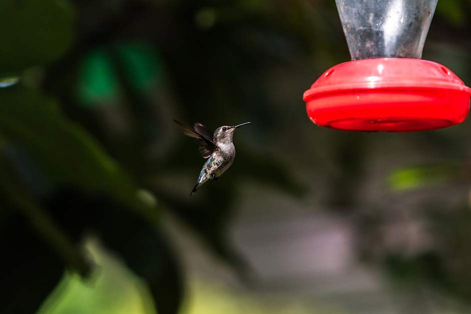 Mellisuga-Helenae Matanzas Cienaga-De-Zapata Cuba