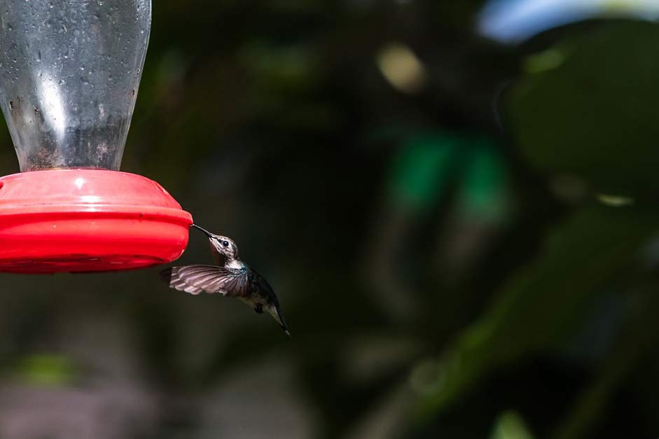 Mellisuga-Helenae Matanzas Cienaga-De-Zapata Cuba