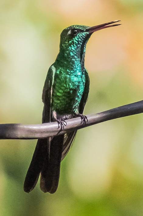 Green-Emerald Hummingbird Cienaga-De-Zapata Cuba