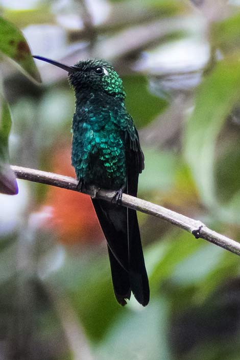 Green-Emerald Hummingbird Cienaga-De-Zapata Cuba