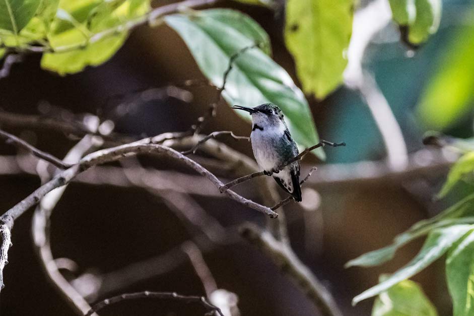 Mellisuga-Helenae Matanzas Cienaga-De-Zapata Cuba