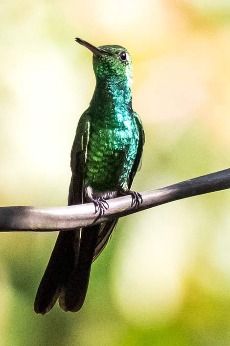 Green-Emerald Hummingbird Cienaga-De-Zapata Cuba