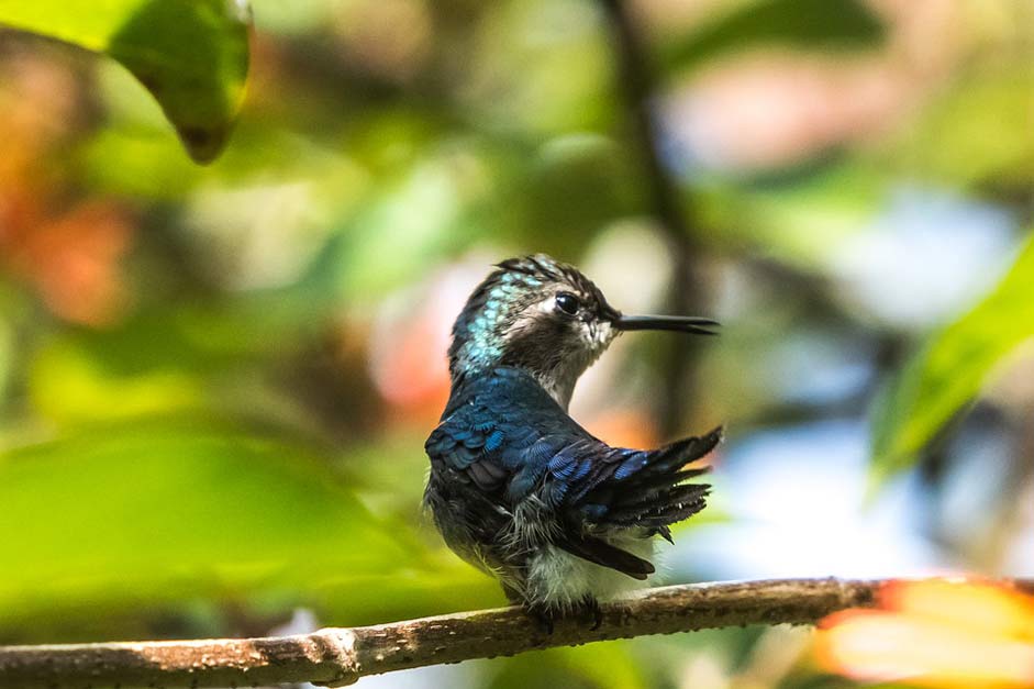 Mellisuga-Helenae Matanzas Cienaga-De-Zapata Cuba