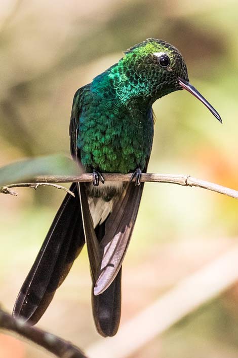 Green-Emerald Hummingbird Cienaga-De-Zapata Cuba