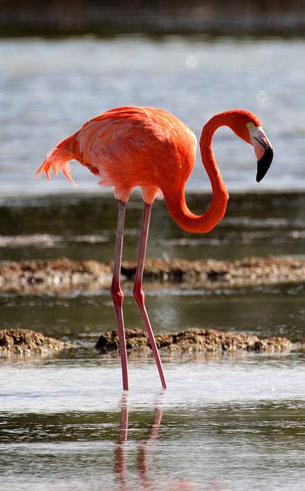Bird Flamingo Cienaga-De-Zapata Cuba