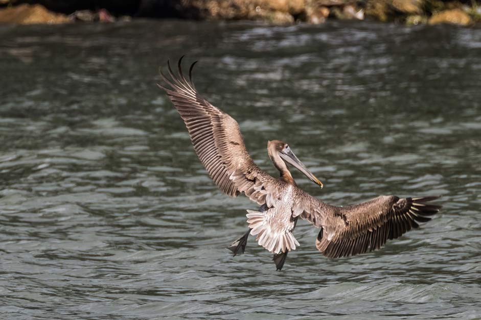 Bird Brown-Pelican Havana Cuba