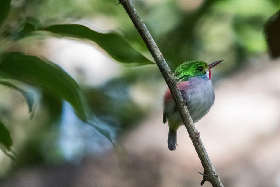 Cartacuba Cienaga-De-Zapata Matanzas Cuba