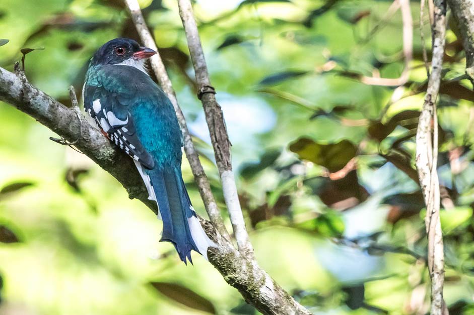 Bird Cienaga-De-Zapata Matanzas Cuba