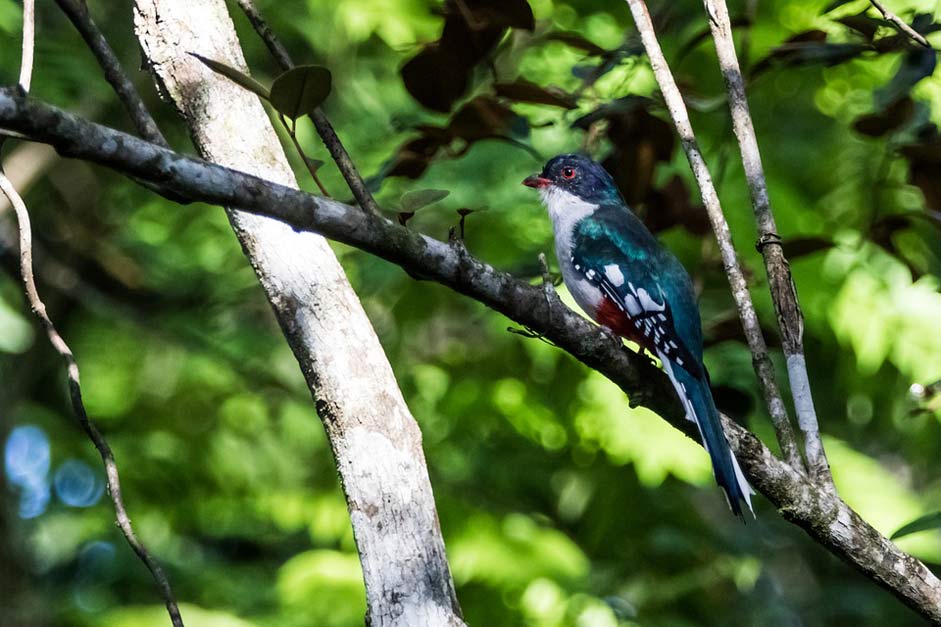 Bird Cienaga-De-Zapata Matanzas Cuba