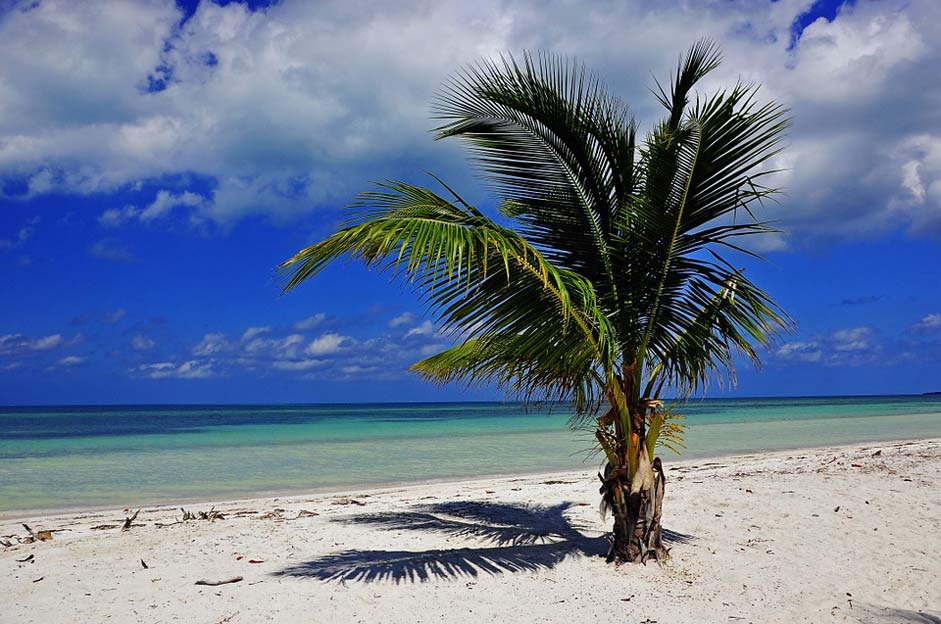 Sea Beach Palm Cuba