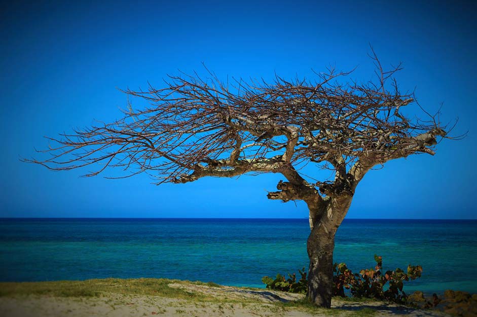 Withered-Tree Tree Summer Cuba