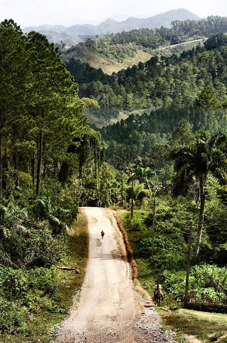 Nature Landscape Road Forest