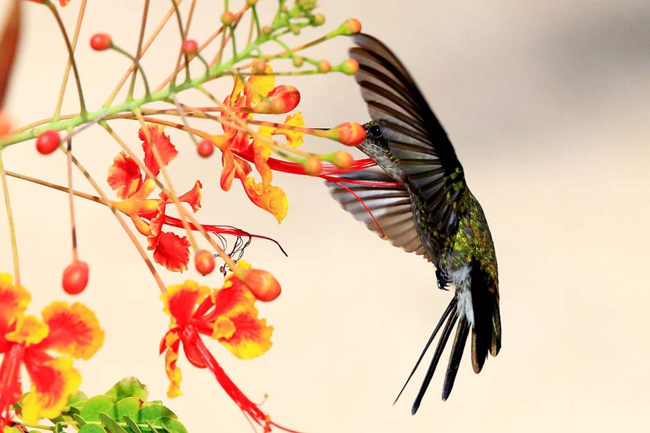  Wildlife Cuba Hummingbird