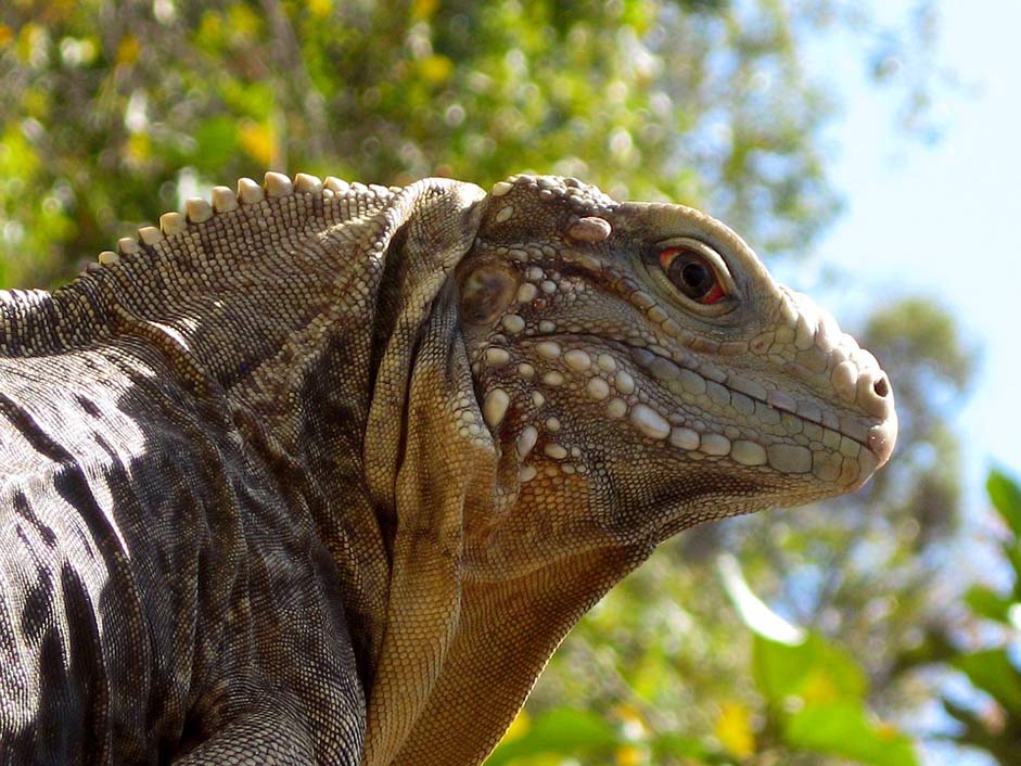 Animal Reptile Cuba Iguana