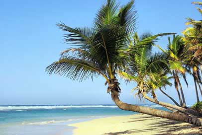 Cuba Idleness Coconut-Trees Beach Picture